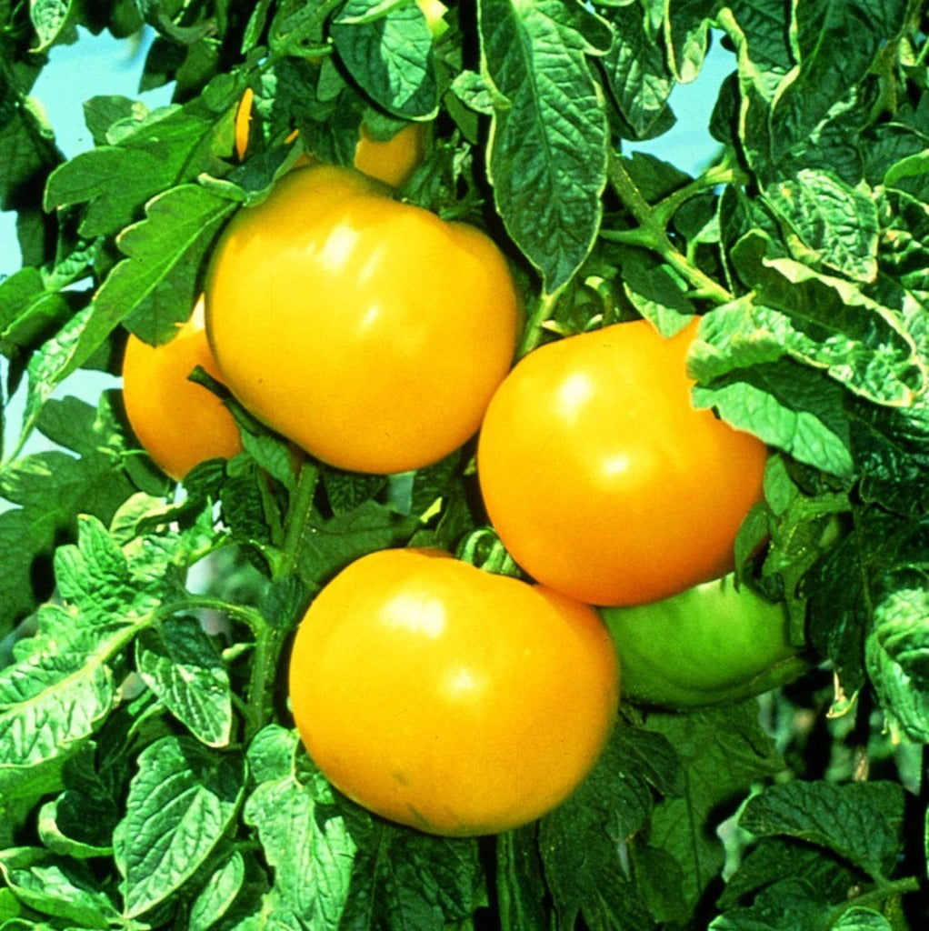 Non gmo tomato samen gelbe and helle grüne variety