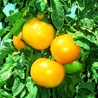 Non gmo tomato samen gelbe and helle grüne variety