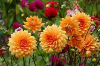 Non-gmo gelb-orange dahlia samen for home gardens