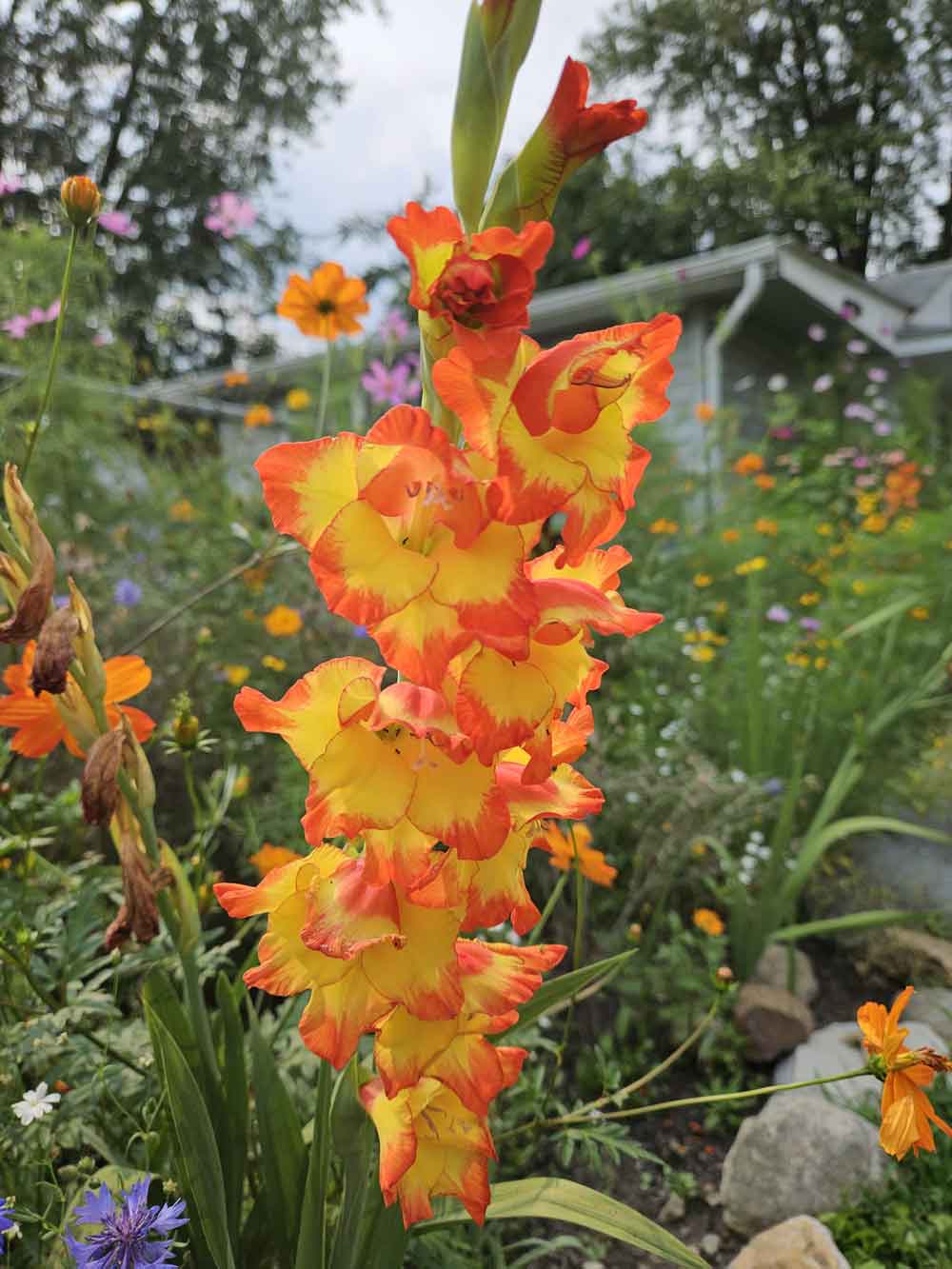 Non-gmo gelb orange gladiolus samen