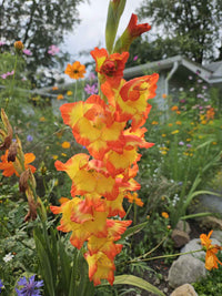 Non-gmo gelb orange gladiolus samen