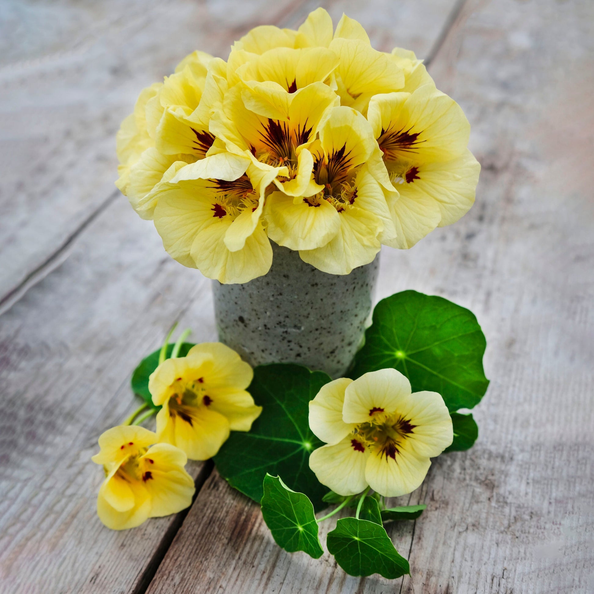 Non-gmo gelb peach nasturtium samen for gardening