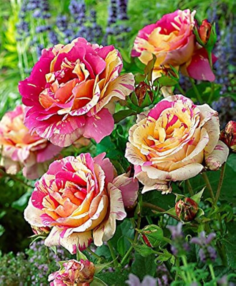 Non-gmo gelb rosa rose samen for gardening