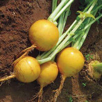 Non gmo gelbe radish samen