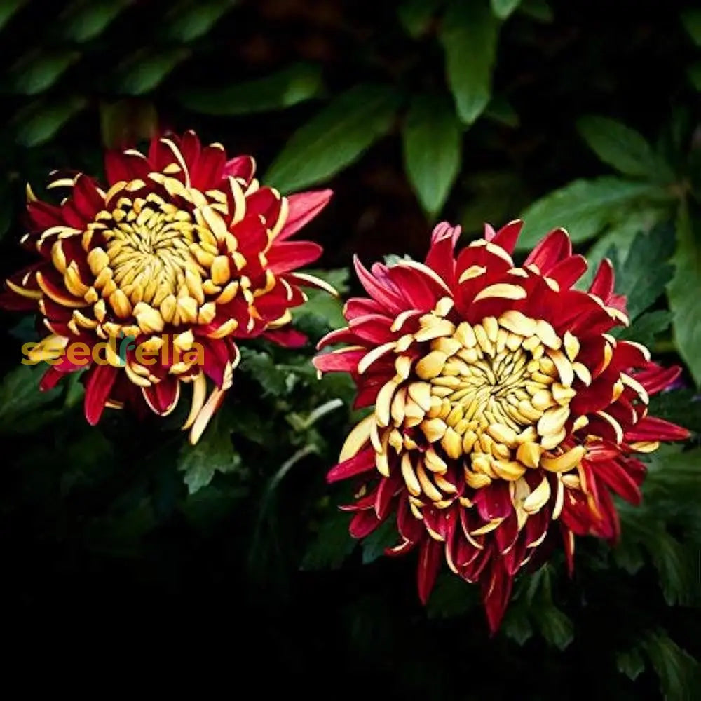 Non gmo gelb rot chrysanthemum samen