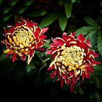 Non gmo gelb rot chrysanthemum samen