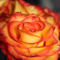 Non-gmo gelb and rot rose samen for gardening