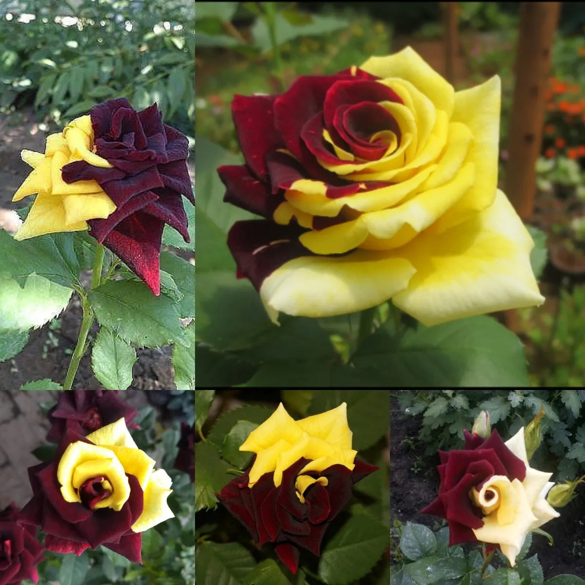Non-gmo gelb rot rose samen for home garten anpflanzung