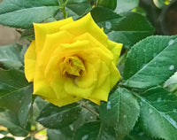 Non-gmo gelb rose samen for gardening