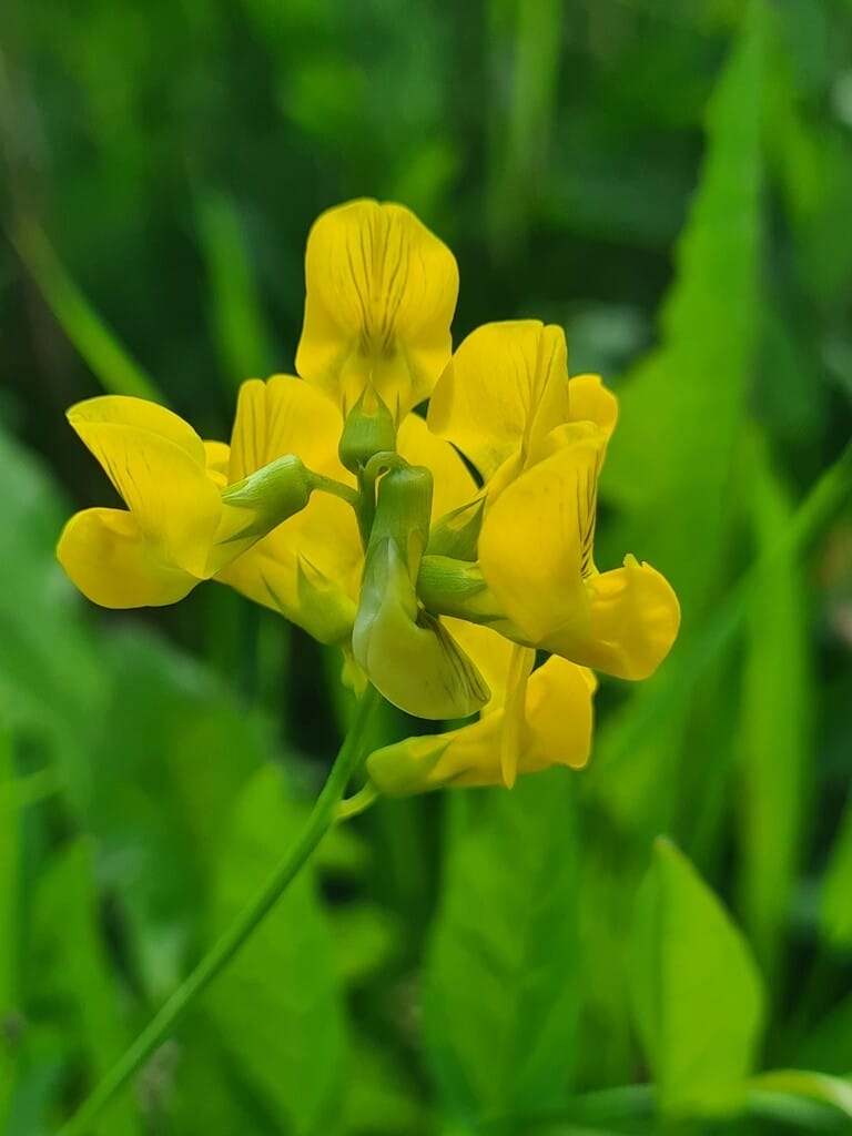 Non-gmo gelb sweet pea samen for gardening