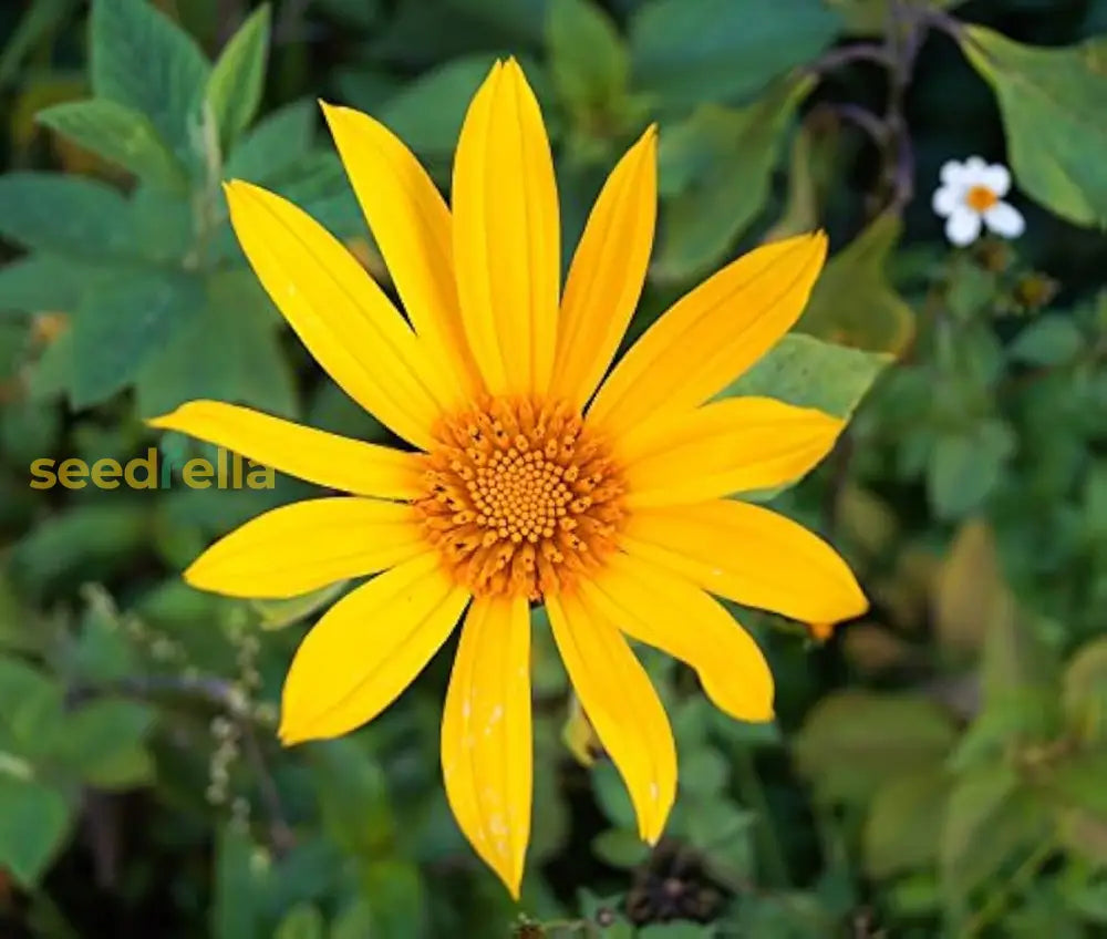 Non gmo gelb tithonia samen