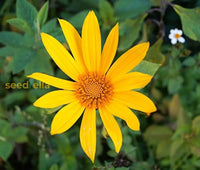 Non gmo gelb tithonia samen