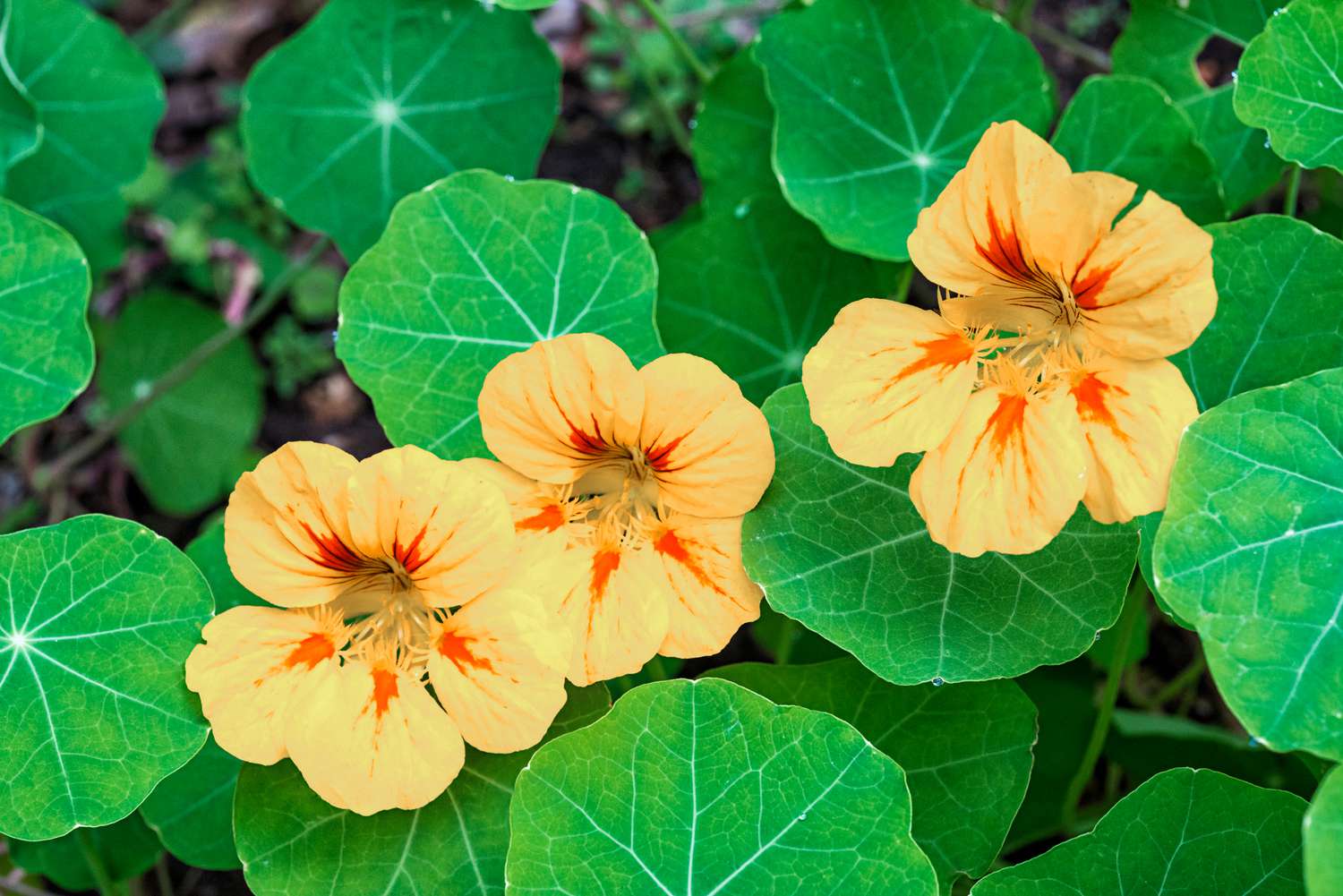 Non-gmo gelb tropaeolum majus samen for gardening
