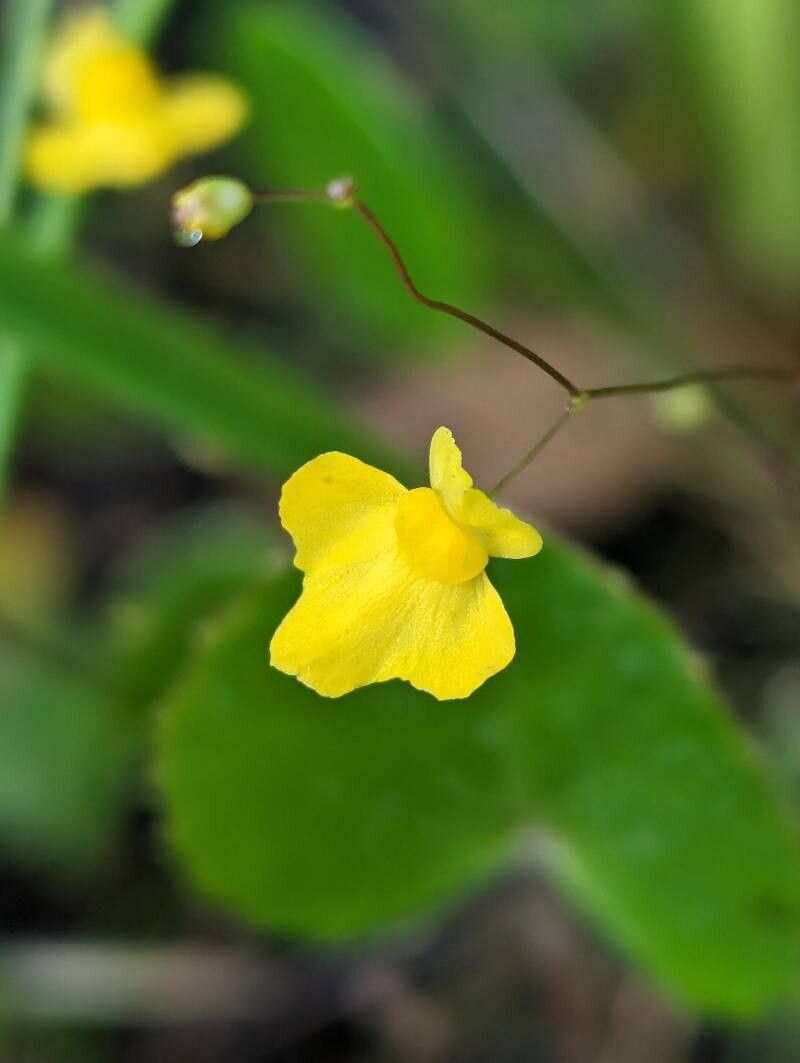 Non-gmo gelb utricularia blume samen