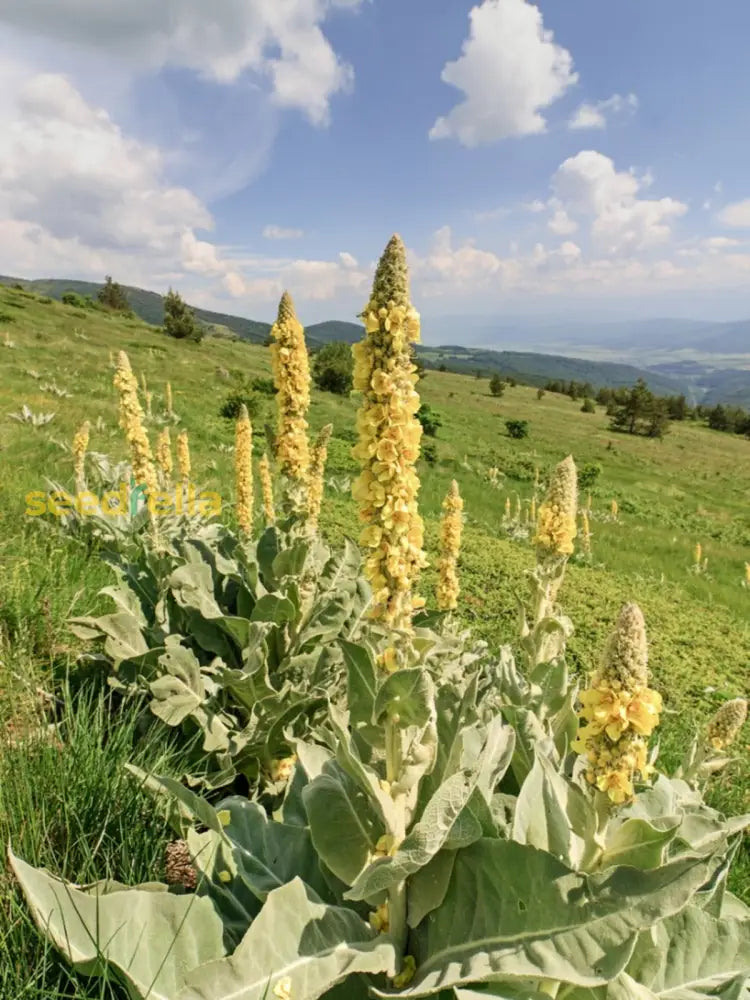 Non-gmo gelb woolly mullein samen