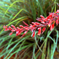 Non-gmo yucca desert rot blume samen