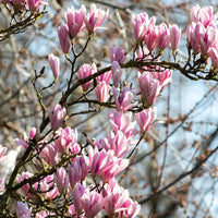 Non gmo yulan blume samen