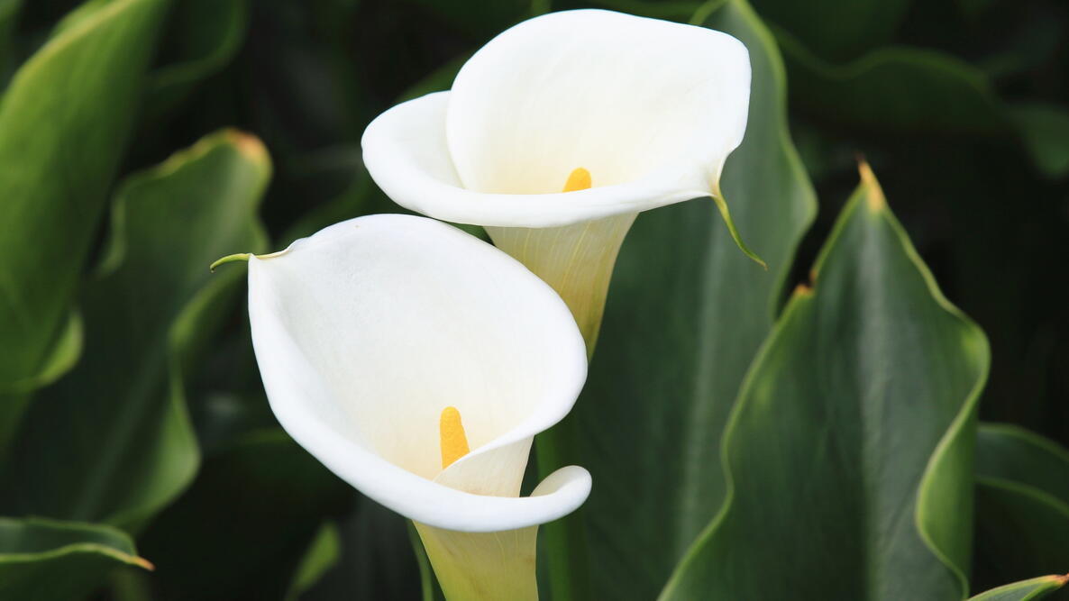 Non-gmo zantedeschia aethiopica samen
