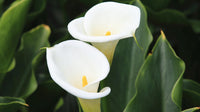Non-gmo zantedeschia aethiopica samen
