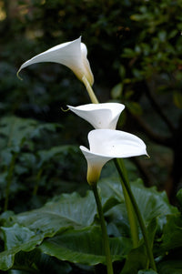 Non-gmo zantedeschia aethiopica samen