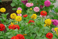 Non-gmo zinnia elegans samen for outdoor gardening