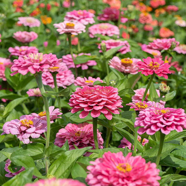 Zinnianon-gmo zinnia light rosa samen for home gardening blume samen light rosa anpflanzung kit