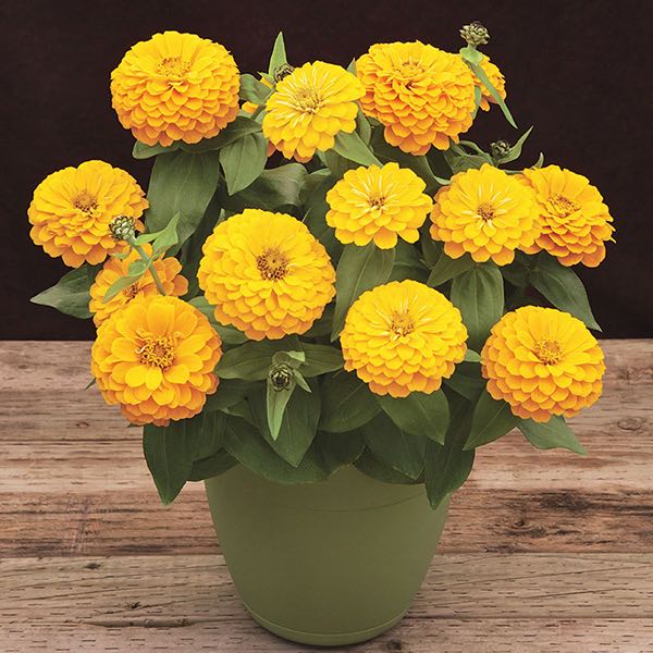 Non-gmo radiant gelb zinnia samen for anpflanzung