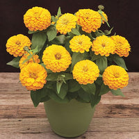 Non-gmo radiant gelb zinnia samen for anpflanzung