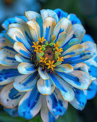 Non-gmo zinnia sky blau & gelb blume samen