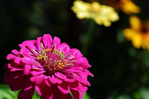 Non-gmo zinnia blume samen