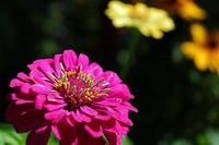Non-gmo zinnia blume samen