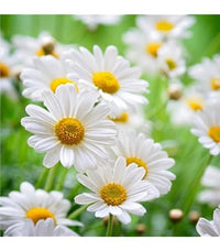 gentechnikfrei Zloty Lan Chamomile Blume Samen for ornamental gardens