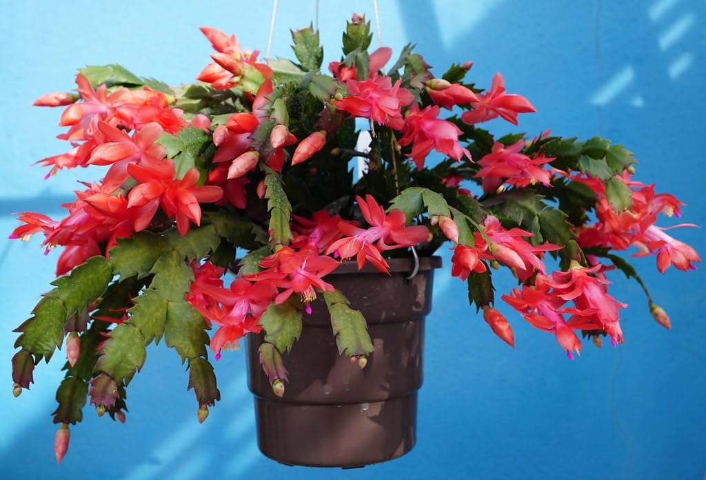 Non-gmo zygocactus blume samen ideal for indoor gardening