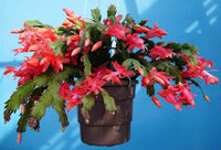 Non-gmo zygocactus blume samen ideal for indoor gardening