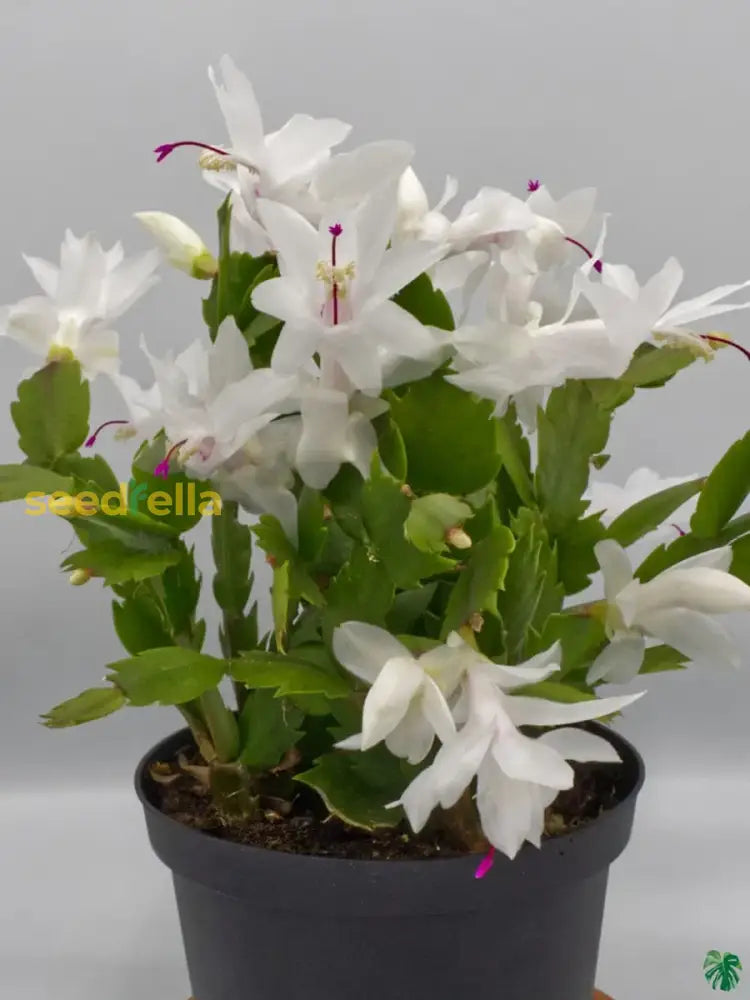 Non gmo zygocactus samen