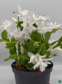 Non gmo zygocactus samen