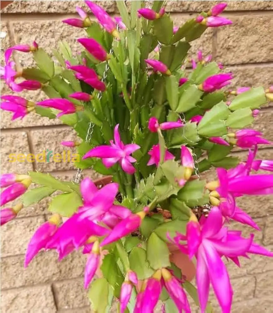 Non gmo zygocactus truncatus samen