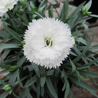 Non-gmo dianthus samen for home gardening
