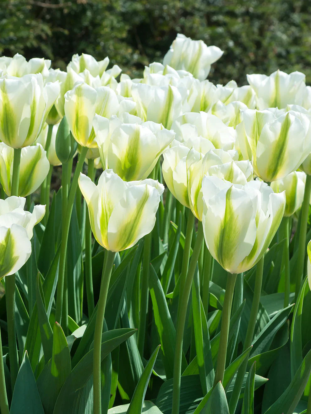 Non-gmo-light-grün-tulip-samen