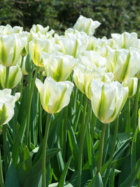 Non-gmo-light-grün-tulip-samen