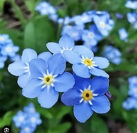 Sea Blau Myosotis Sylvatica Blumensamen zur Aussaat – saisonal Dauerblüher – Traditionssorte & ohne Gentechnik Samen Hausgarten