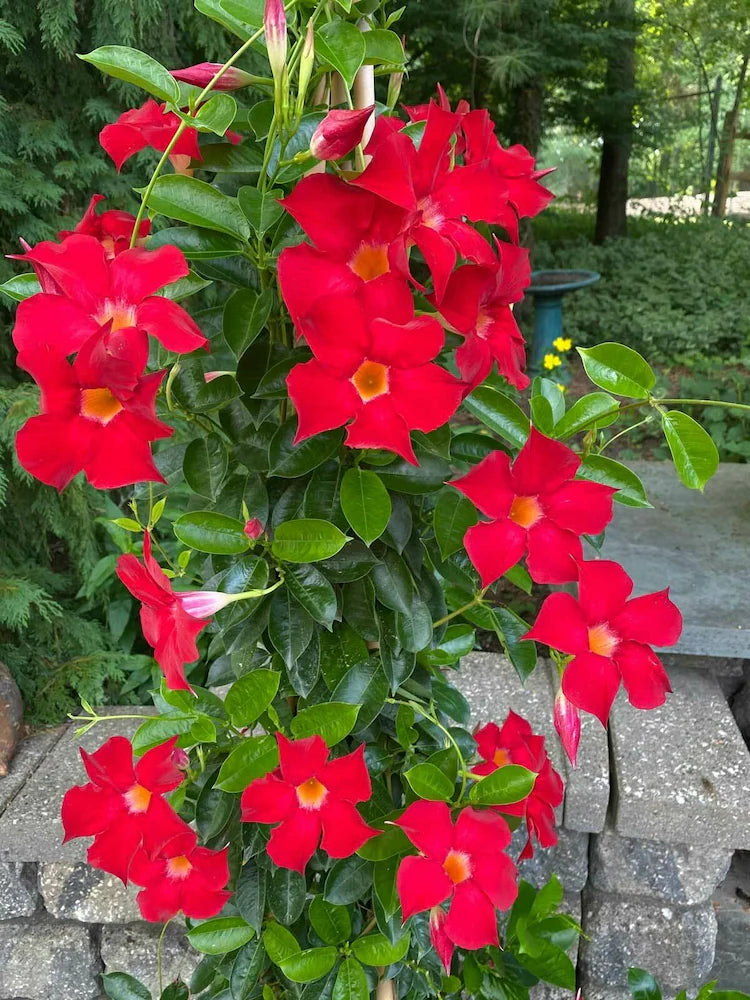 Dipladenia Blumensamen zur Aussaat – kompakt Wuchs – Traditionssorte & ohne Gentechnik Samen Hausgarten