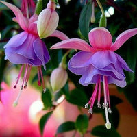Lavendel Mischung Fuchsias Blumensamen zur Aussaat hochwertige Qualitäts- Traditionssorte & ohne Gentechnik Samen Hausgarten