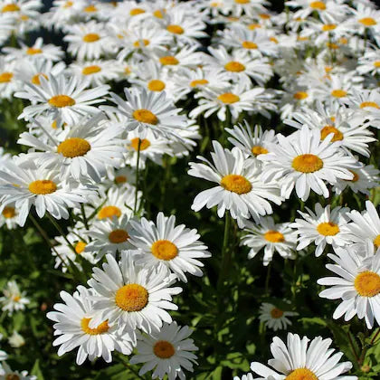 Weiß mehrjährig Blumensamen zur Aussaat – farbenfroh Schau Traditionssorte & ohne Gentechnik Samen Hausgarten