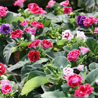 Multi Gloxinie Blumensamen Blumensamen zur Aussaat hochwertige Qualitäts- Traditionssorte & ohne Gentechnik Samen Hausgarten