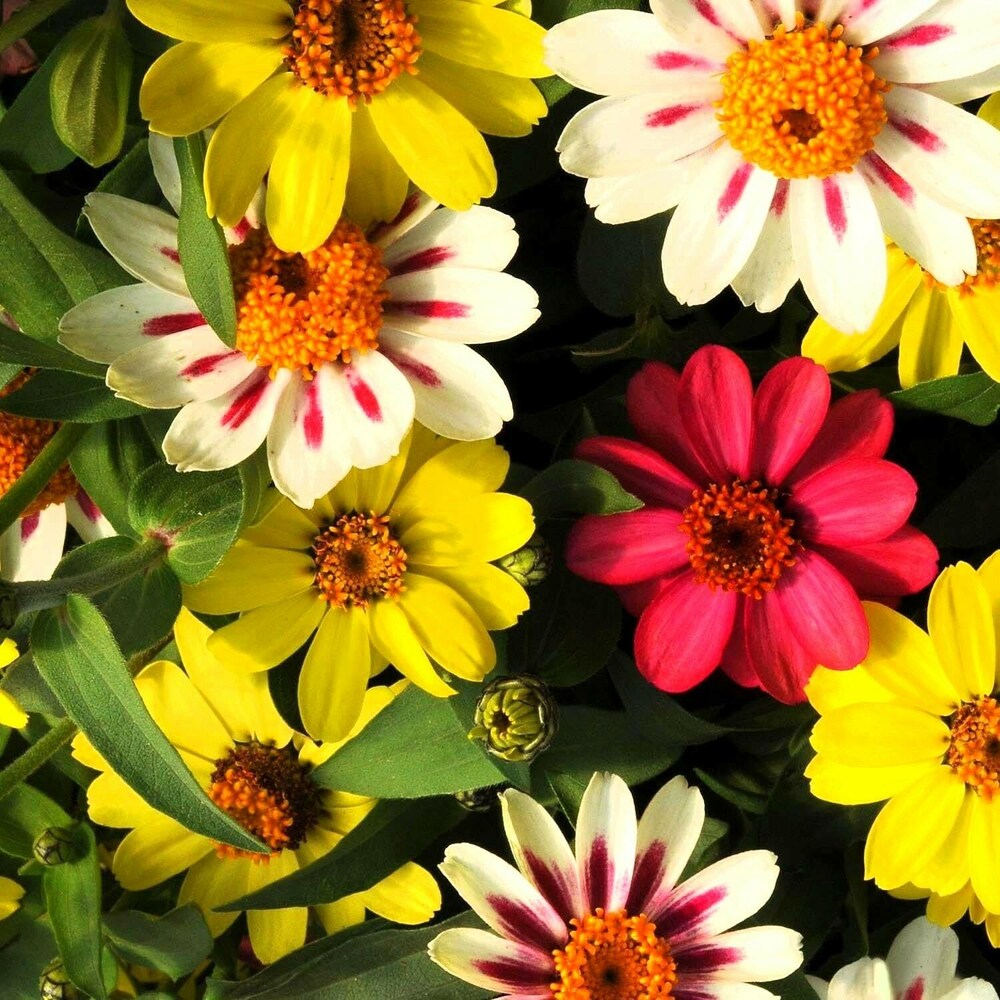Single Petal Zinnie Mischung Blumensamen zur Aussaat hochwertige Qualitäts- Traditionssorte & ohne Gentechnik Samen Hausgarten
