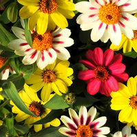 Single Petal Zinnie Mischung Blumensamen zur Aussaat hochwertige Qualitäts- Traditionssorte & ohne Gentechnik Samen Hausgarten