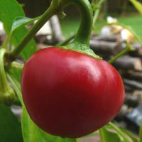 Young basque nora pepper seedlings ready für transplant