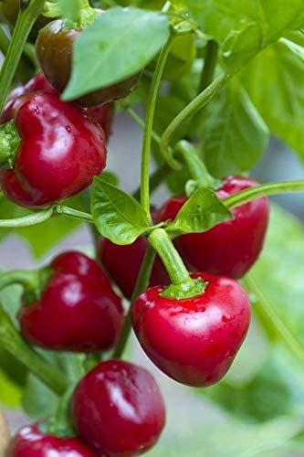 High quality nora samen non gmo
