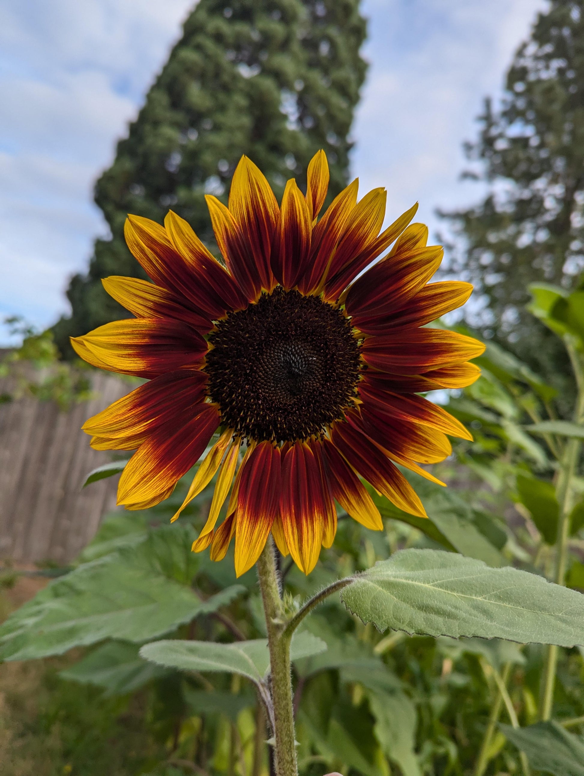 Chocolate Orange Sonnenhut Blumensamen zur Aussaat leuchtend Blüten für Ihren Garten